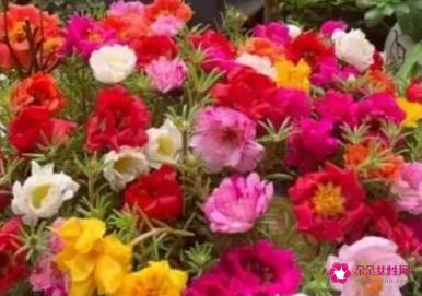 鲜花花语经典句子朋友圈