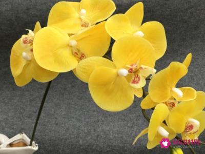 蝴蝶兰的花语是什么