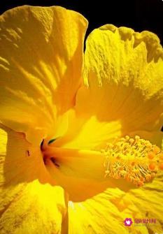 黄色代表的情感