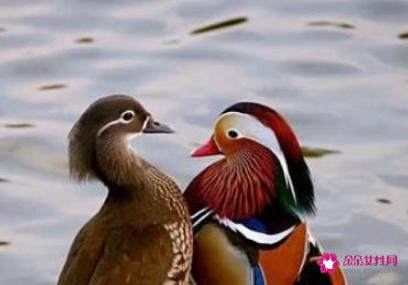 哪些东西象征爱情