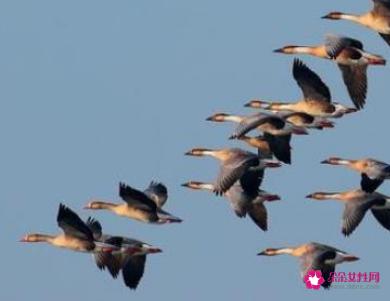 哪些东西象征爱情