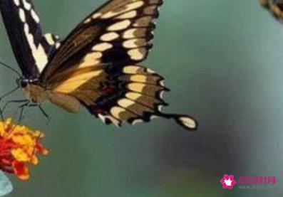 哪些东西象征爱情