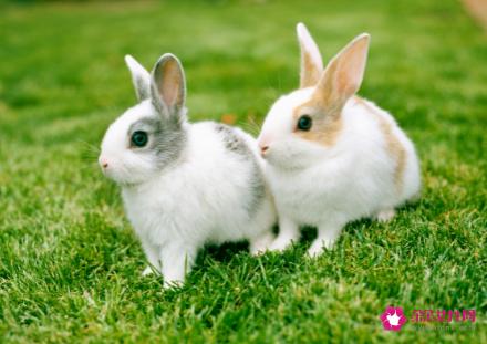 属兔男婚配最佳的属相