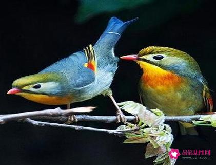 庄周梦蝶的寓意