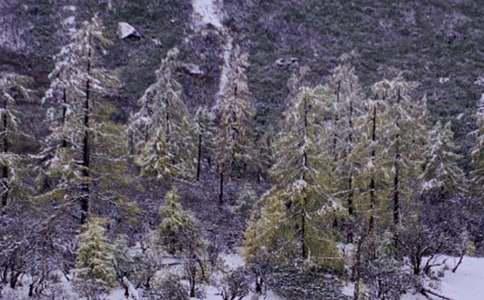 表达下雪了的经典的说说
