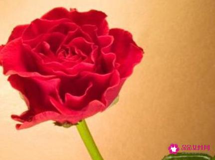 元旦都送女朋友什么礼物