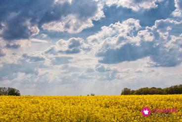 女人最旺财的微信头像好运