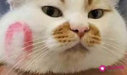 单身久了被撩一下是什么体验