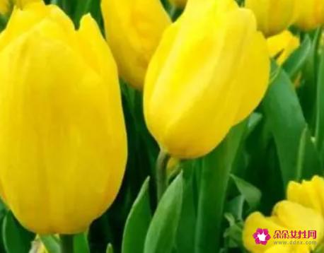 黄色在爱情里面代表什么意思