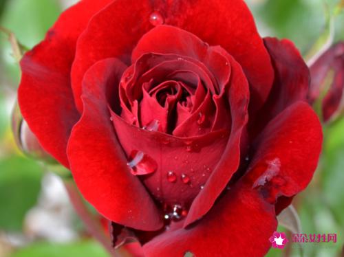 赞美女人的词语大全