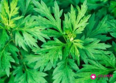 螨虫最怕这3种东西