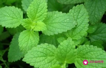 5款花草DIY美肤品