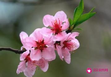 5款花草DIY美肤品