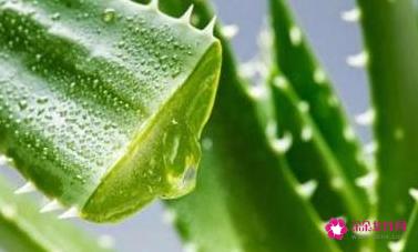 美白针的配方是什么