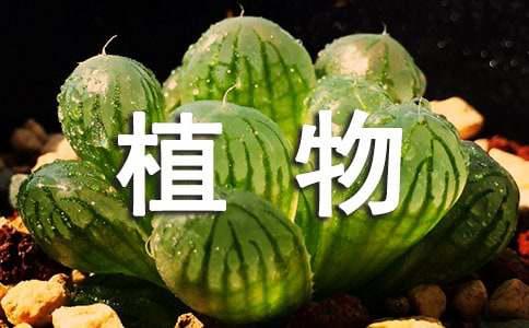 纯植物的护肤品排行榜前十名