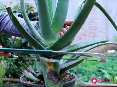自家养的芦荟怎样护肤