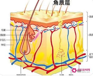 角质层的特点