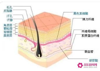 角质层的特点