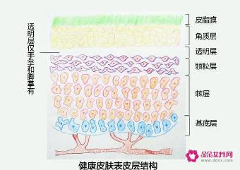 角质层的特点
