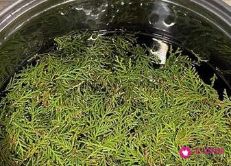 侧柏叶洗头发的正确方法