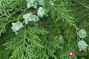 侧柏叶洗头发的正确方法