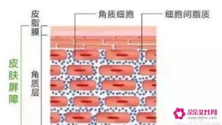 什么肌肤需要修复