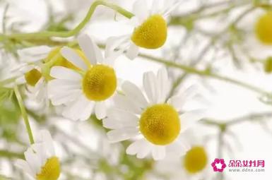 洋甘菊纯露的功效及使用方法介绍