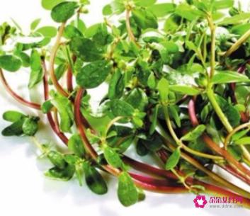 马齿苋功效与副作用功能