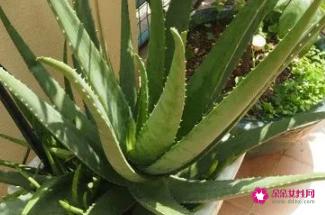 三种能吃的芦荟图片