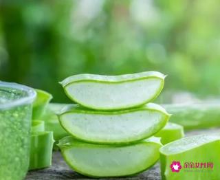 三种能吃的芦荟图片