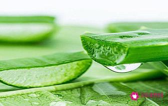三种能吃的芦荟图片