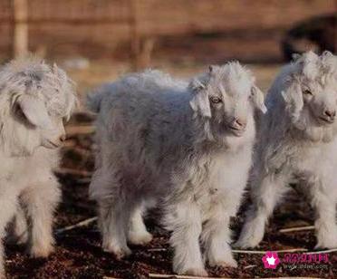 什么是羊绒大衣