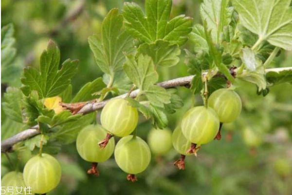 什么是姑娘果呢 姑娘果的营养价值有什么呢