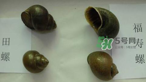 福寿螺是什么样的？福寿螺和田螺的区别