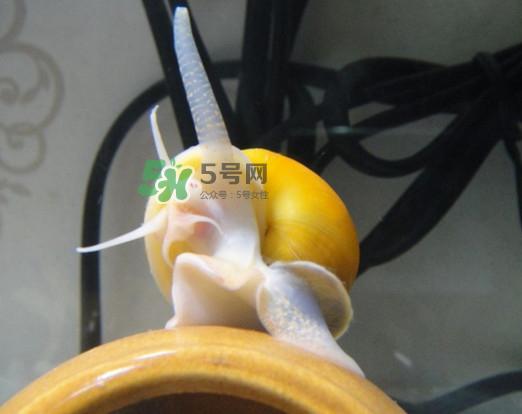 福寿螺是什么样的？福寿螺和田螺的区别