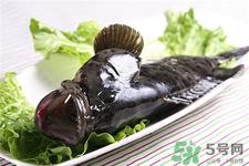 石斑鱼的营养价值 石斑鱼的功效与作用