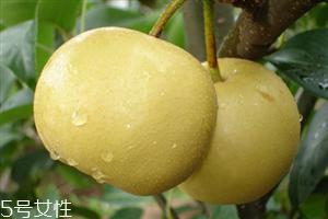 梨子能天天吃吗?吃梨的注意事项