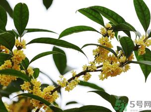 桂花怎么保存？桂花怎么保存香味？