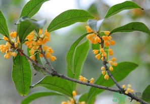 桂花怎么保存?桂花怎么保存香味?