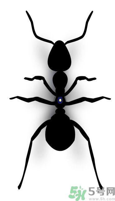 家里有蚂蚁怎么办？驱除蚂蚁的方法是什么？