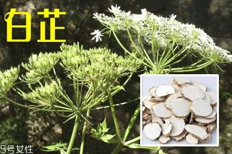 白芷能治尿失禁吗 治疗偏方