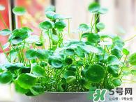 金钱草怎么养？金钱草好养吗？