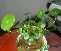 金钱草怎么养？金钱草好养吗？