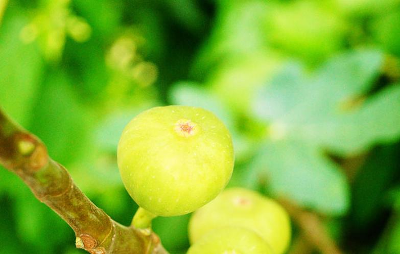 5种人不能吃无花果 孕妇能不能吃无花果