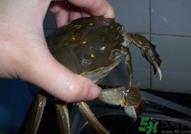 大闸蟹怎么洗？大闸蟹怎么洗才干净？