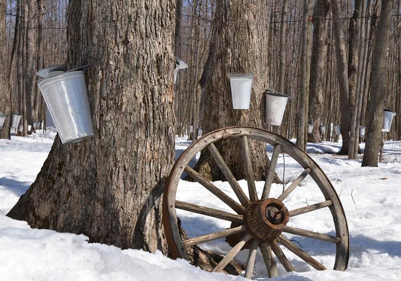 枫糖怎么保存 枫糖等级介绍