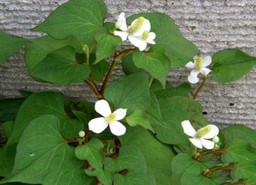 蕺菜怎么念?蕺菜怎么读