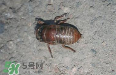 幼蝉猴怎么做好吃?幼蝉猴有什么营养价值