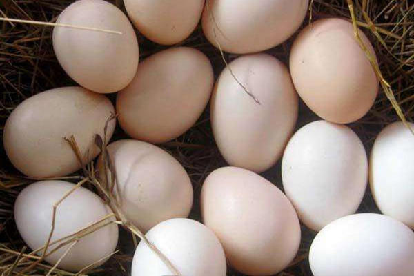 土鸡蛋和普通鸡蛋的区别 土鸡蛋的营养价值
