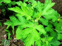 艾蒿是什么东西?艾蒿是艾草吗